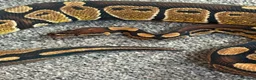 Python Snake reptiles for sale: Ball python  - Advert 2