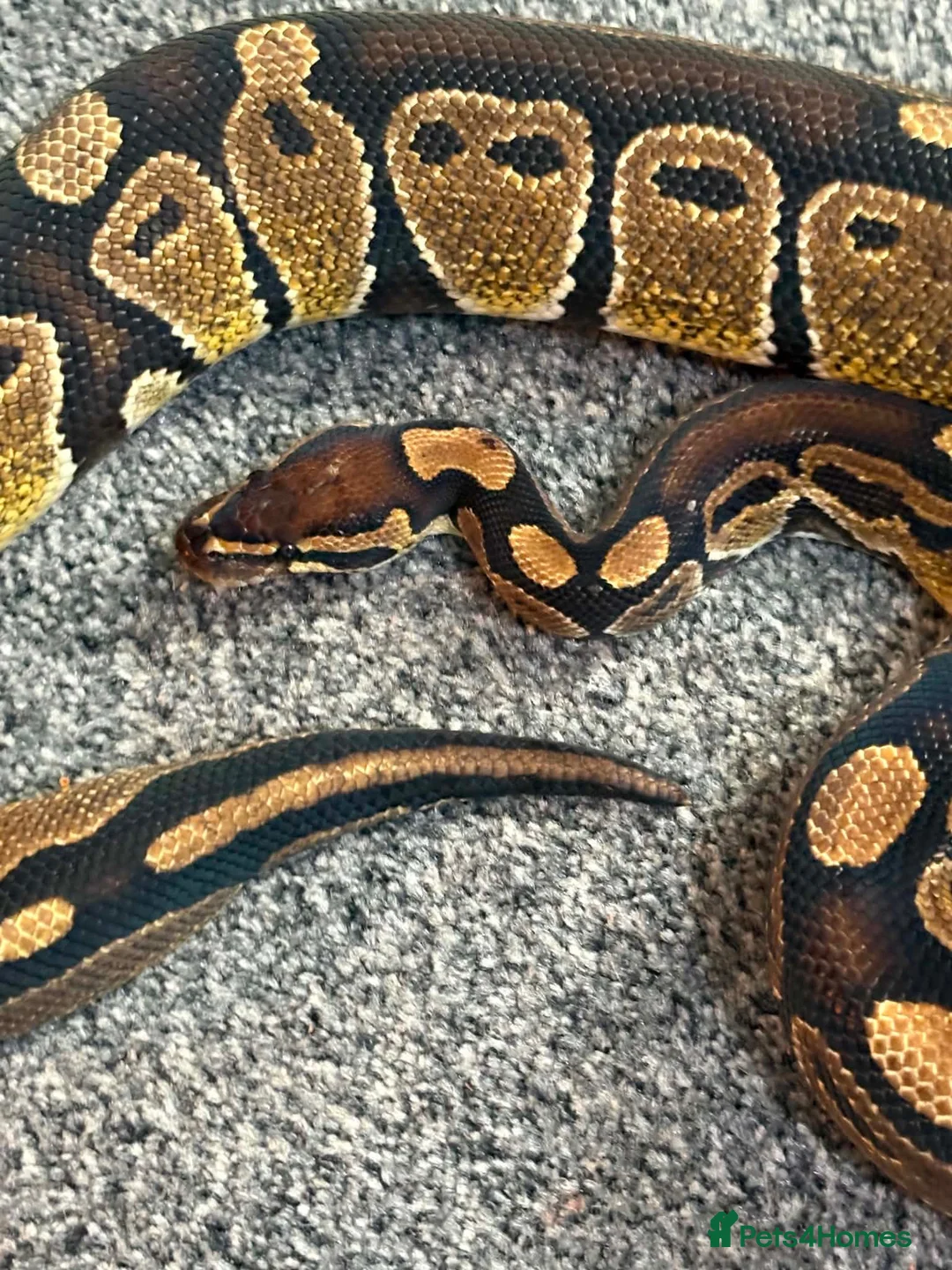 Python Snake reptiles for sale: Ball python  - Advert 2
