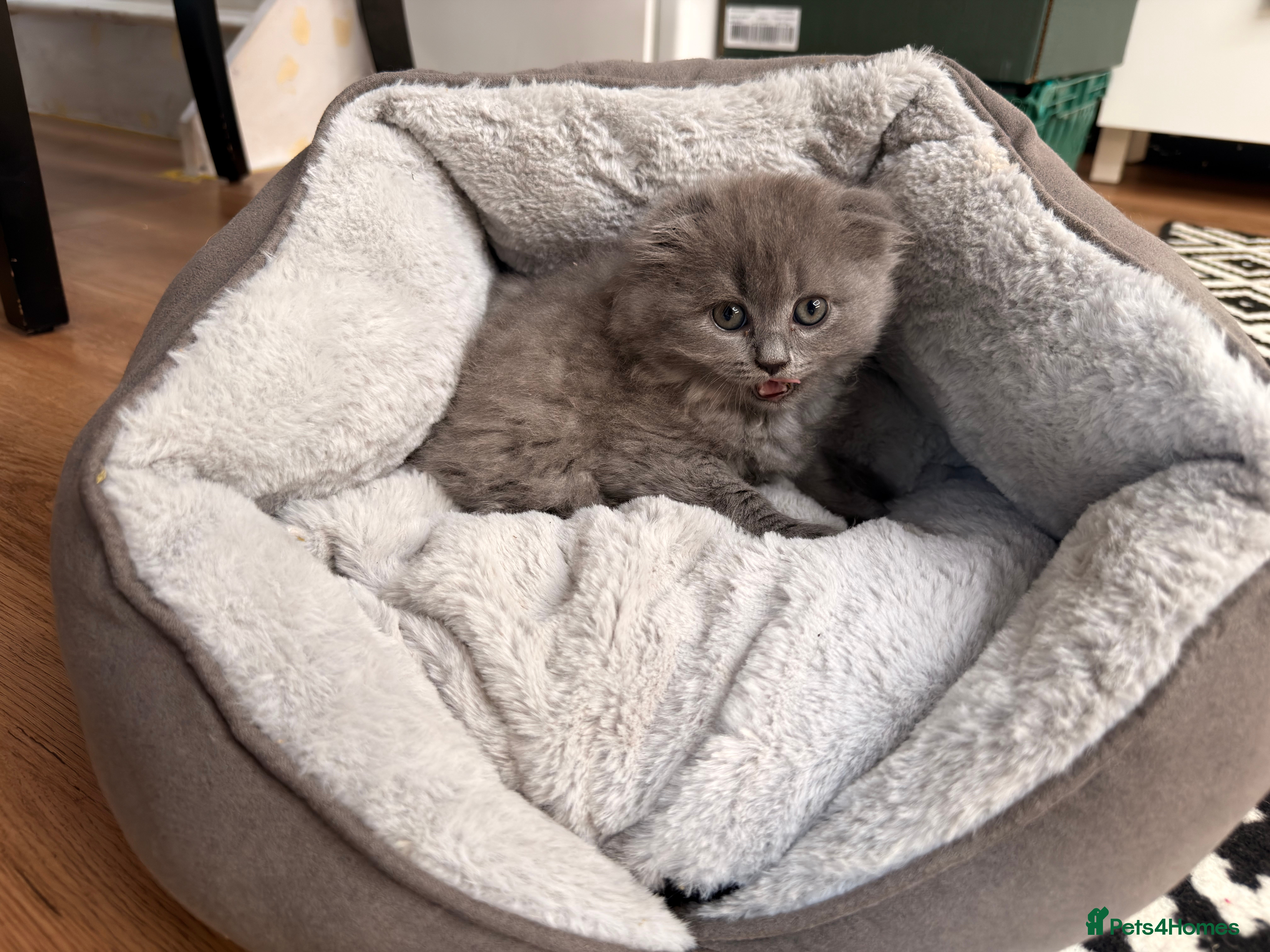 Scottish Fold cats for sale: 5 beautiful Scottish Fold’s kittens  - Advert 16