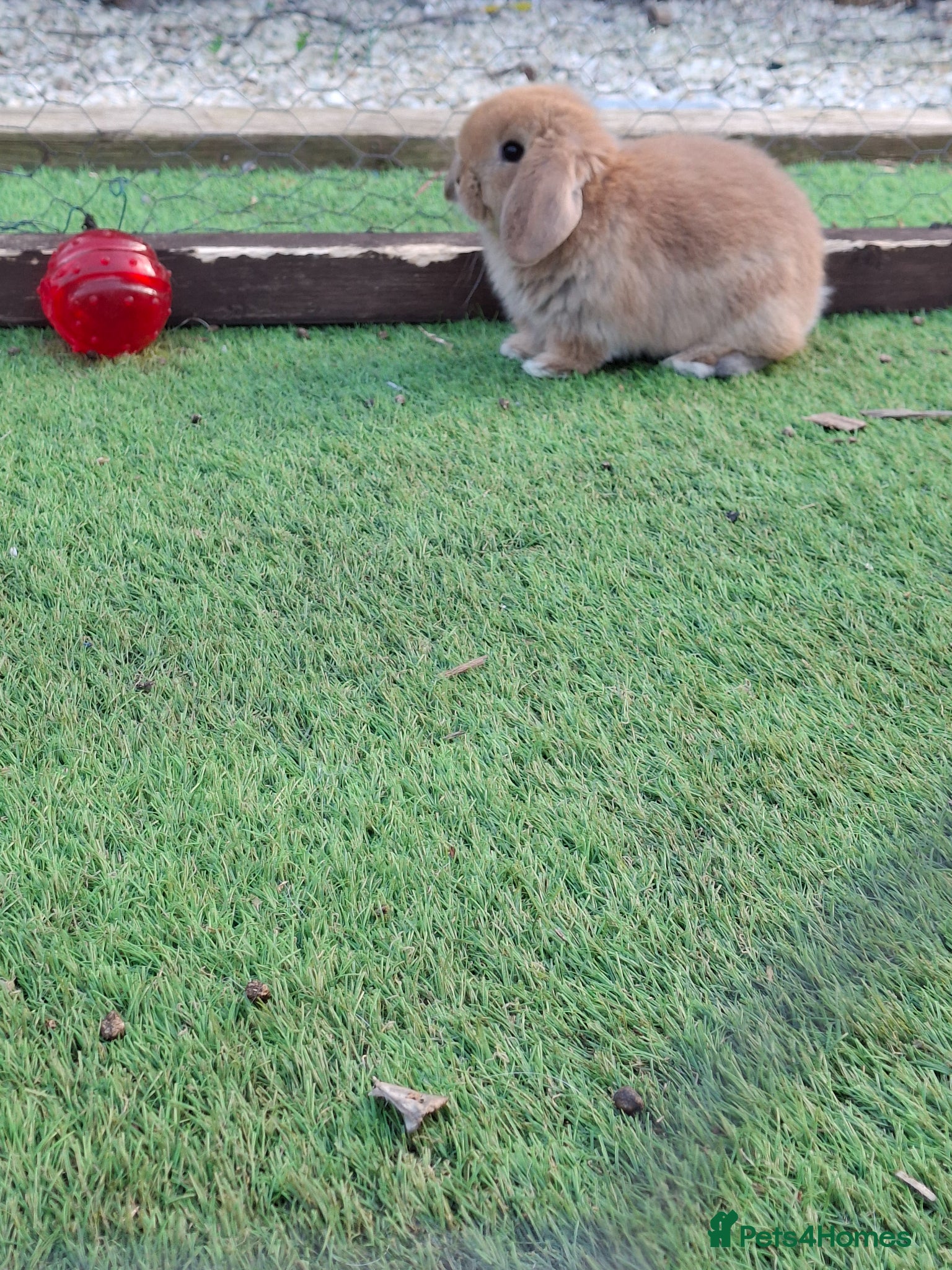 Mini Lop rabbits Stunning lop eared  - Advert 4