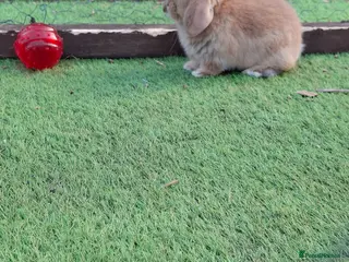 Mini Lop rabbits Stunning lop eared - Advert 4