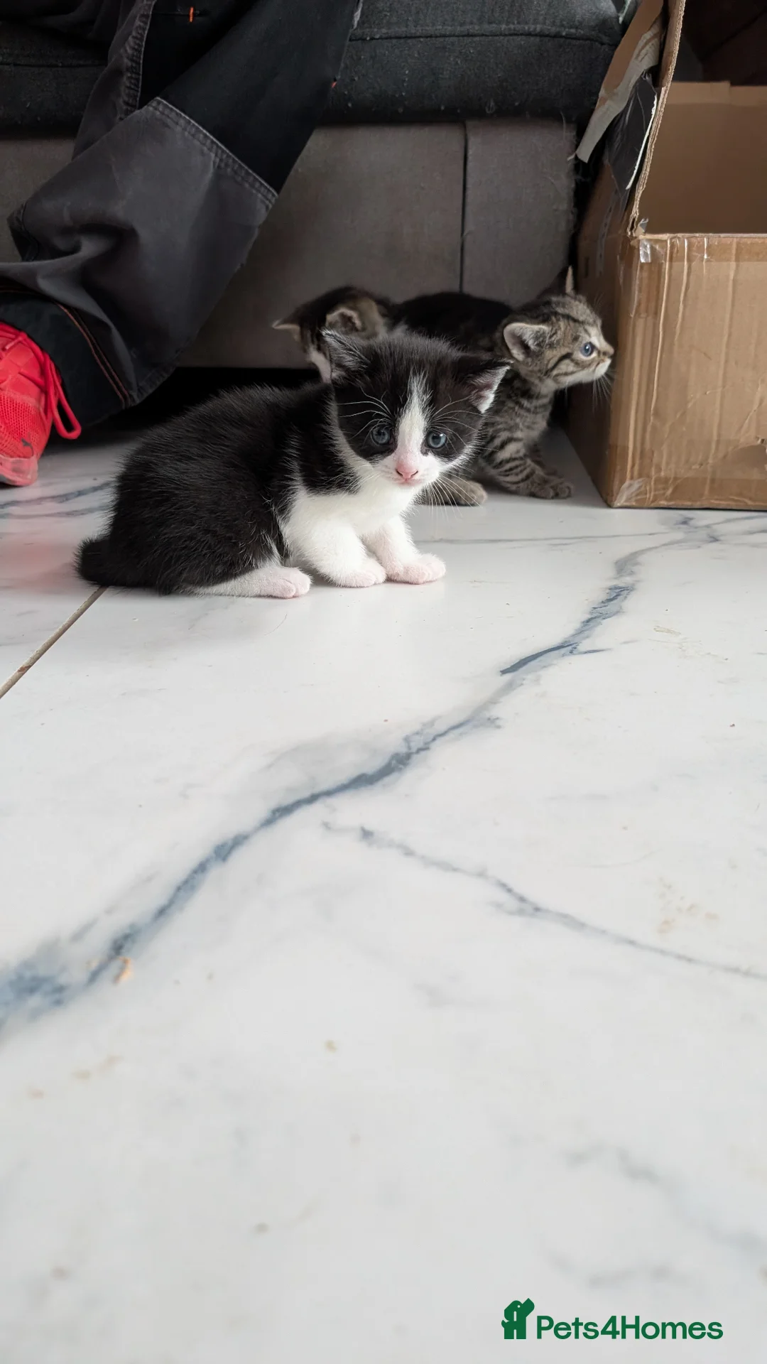 Mixed Breed cats for sale: Gorgeous male kitten  in Leigh - Advert 2