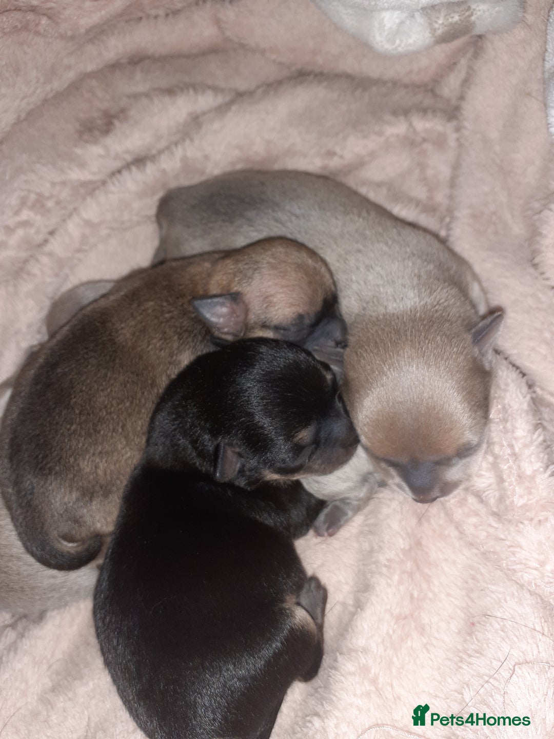 Chihuahua dogs for sale: Chihuahua puppies for sale - Advert 6