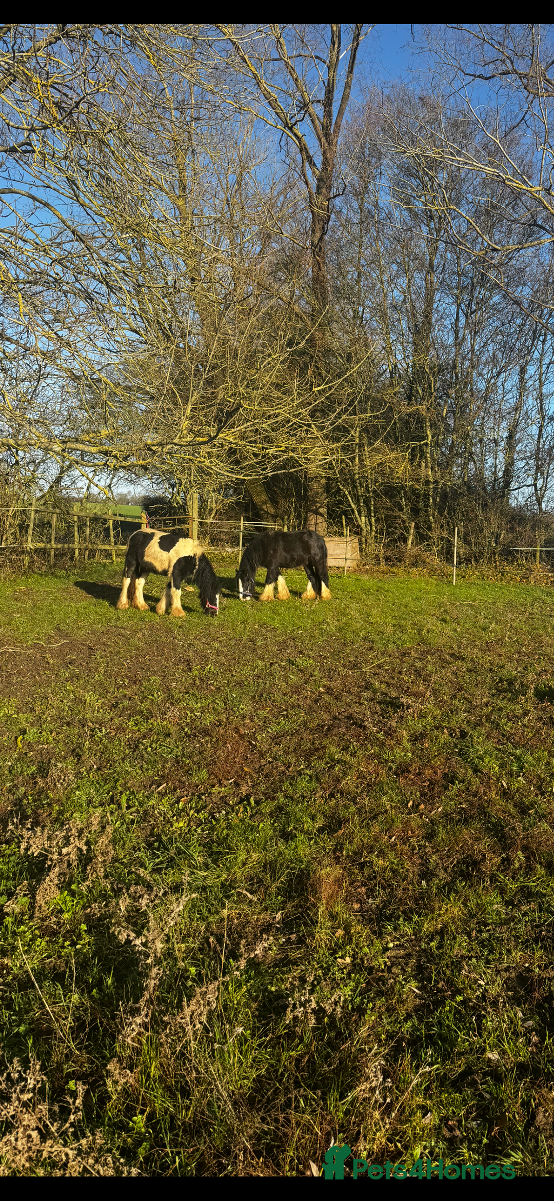 Irish Cob horses for sale: Piggy  - Advert 5