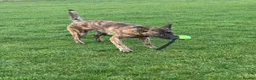 Belgian Shepherd Dog dogs for stud: Bruce the stud dog  - Advert 2