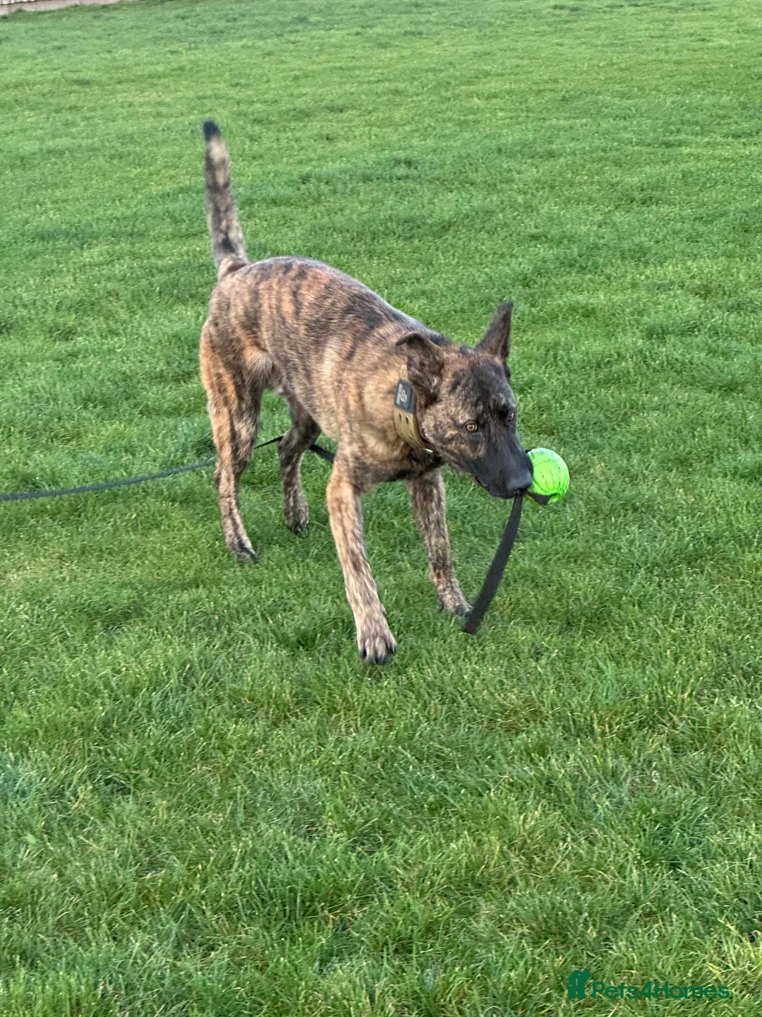 Belgian Shepherd Dog dogs for stud: Bruce the stud dog  - Advert 2