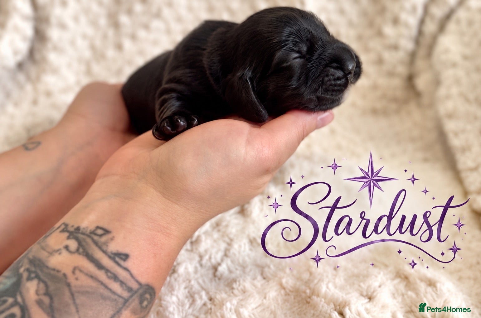 Cockapoo dogs for sale: WORKING x SHOW COCKER SPANIELS 😍 - Advert 3