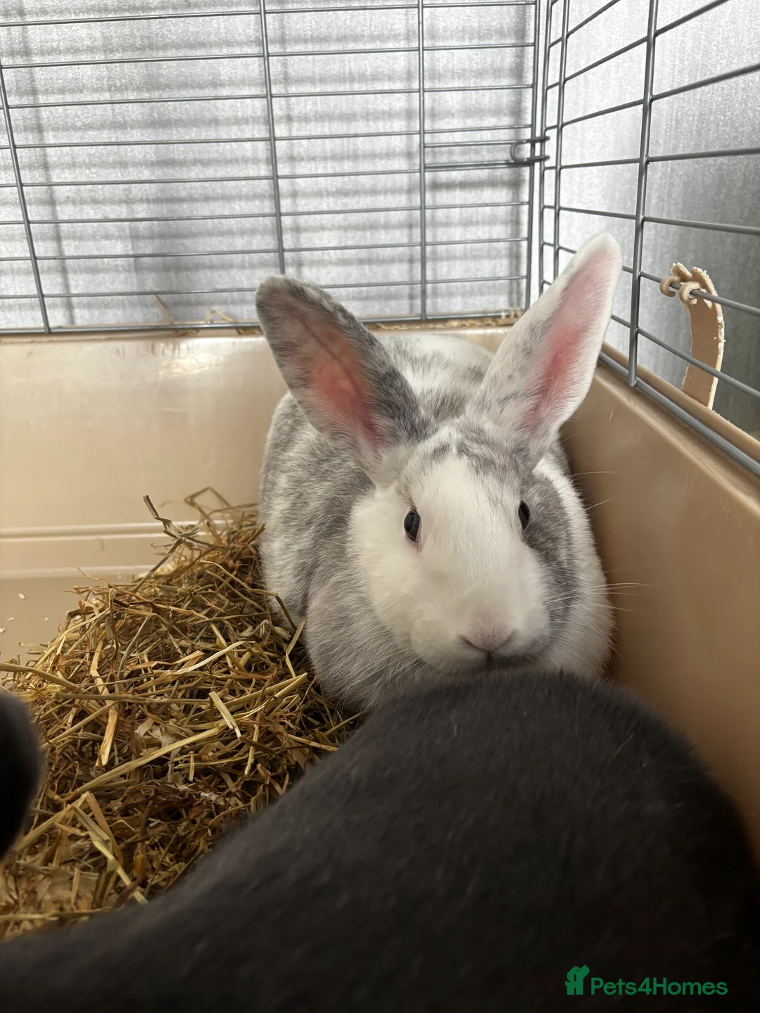 Mixed Breed rabbits for sale: 2 young Male rabbits for sale in Prenton - Advert 3