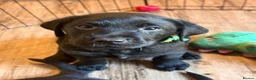 Labrador Retriever dogs for sale: Beautiful Labrador Retriever Puppies  in Hull - Advert 4
