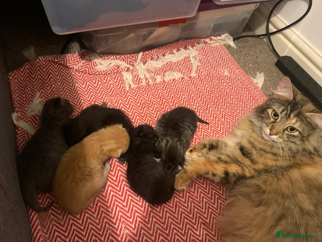 British Longhair cats for sale: 5 adorable male kittens - Image 16