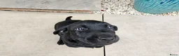 Labrador Retriever dogs for sale: Working Labrador puppies  - Advert 18