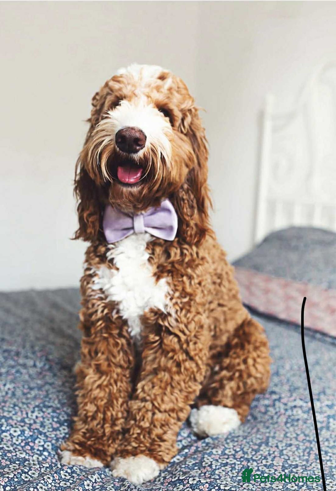 Australian Labradoodle dogs for sale: WAITING LIST FOR PUPPIES – NOW OPEN - Advert 2