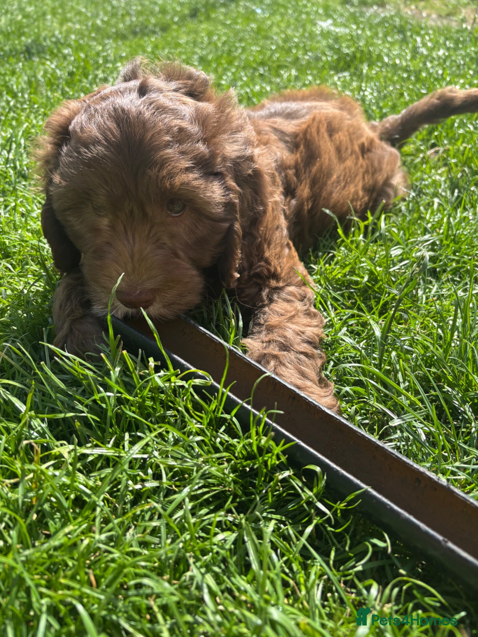 Cockapoo dogs Cockapoo puppies for sale  - Advert 18