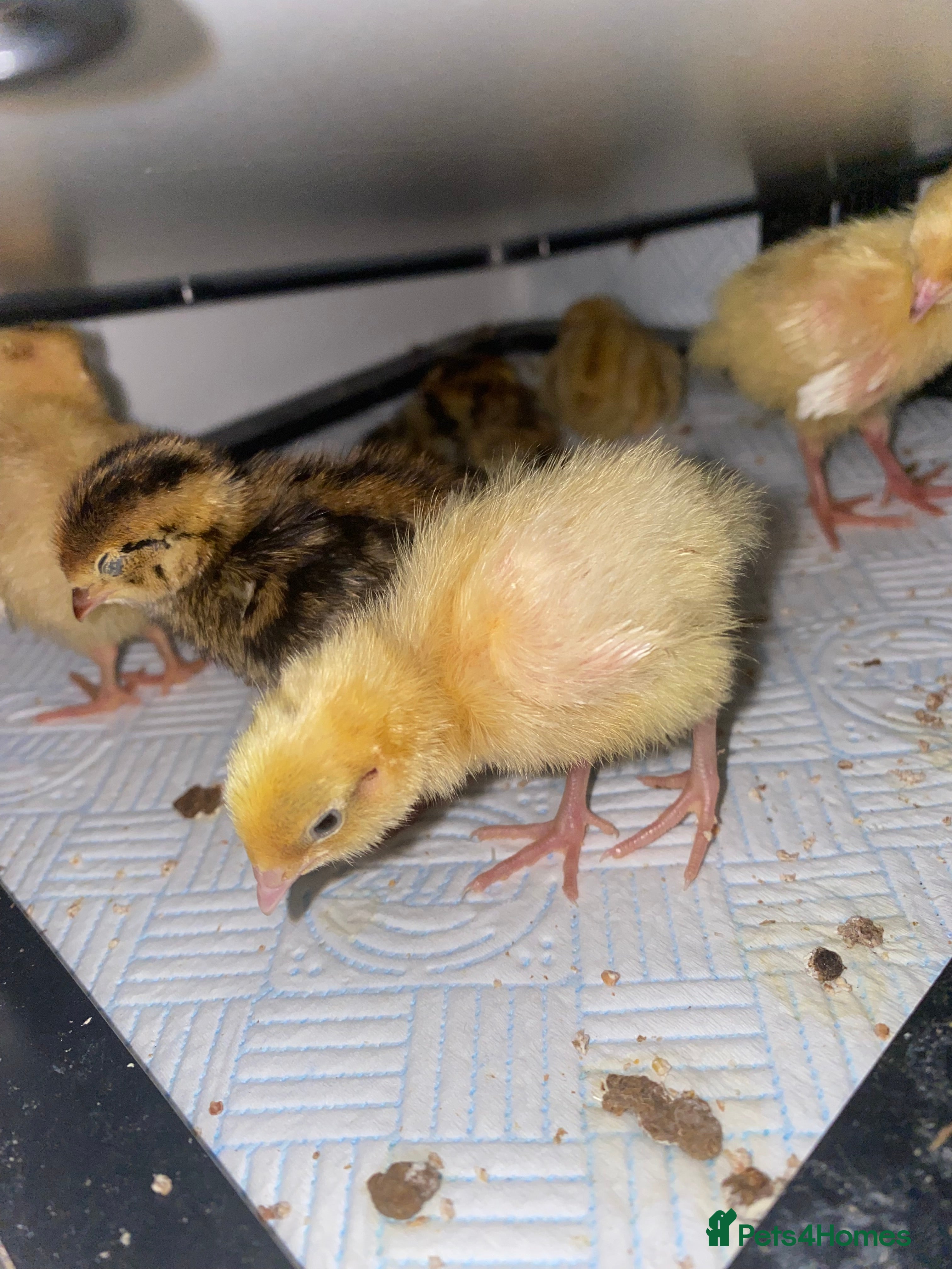 Quail poultry Mixed quail week old  - Advert 1