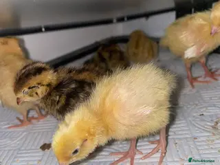 Quail poultry Mixed quail week old - Advert 1