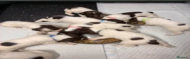 English Springer Spaniel 10