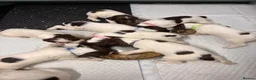 English Springer Spaniel dogs for sale: FTCH Sired Springer Spaniel Puppies - Advert 13