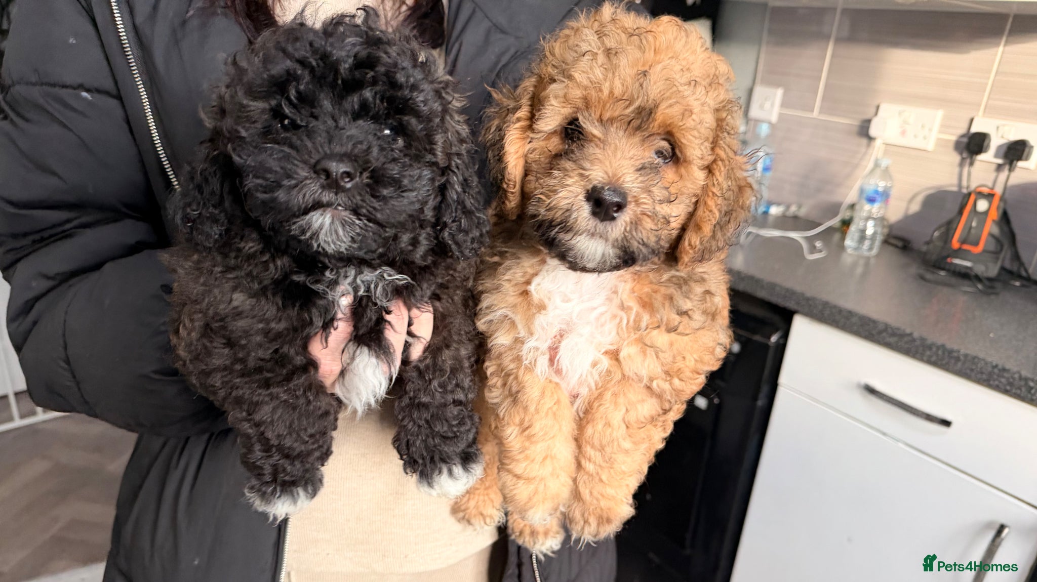Shihpoo dogs 3 beautiful baby’s ready for there forever homes  - Advert 5