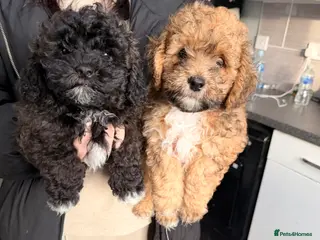 Shihpoo dogs 3 beautiful baby’s ready for there forever homes - Advert 5