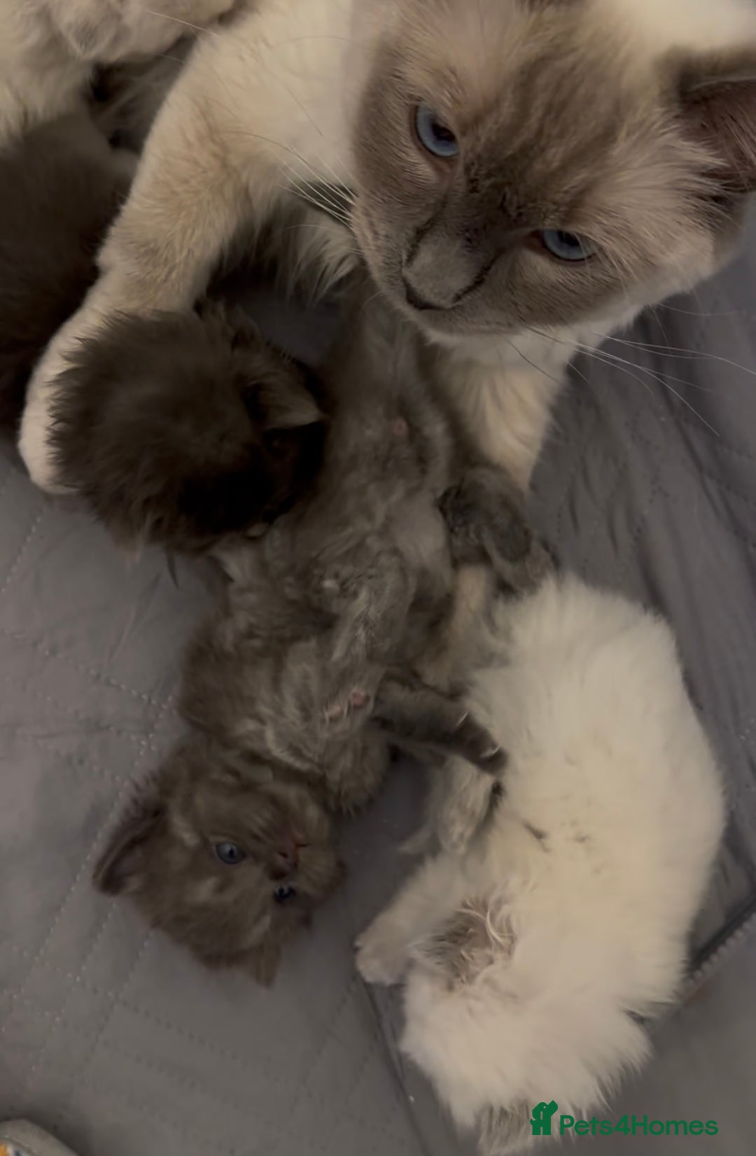 Perdoll cats for sale: PERDOLL KITTENS FOR SALE - Advert 14