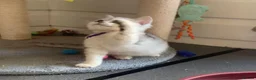 British Shorthair cats for sale: BSH Kittens 11 weeks old 3 lovely young ladies   - Advert 8