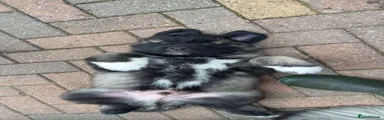 Mixed Breed 2