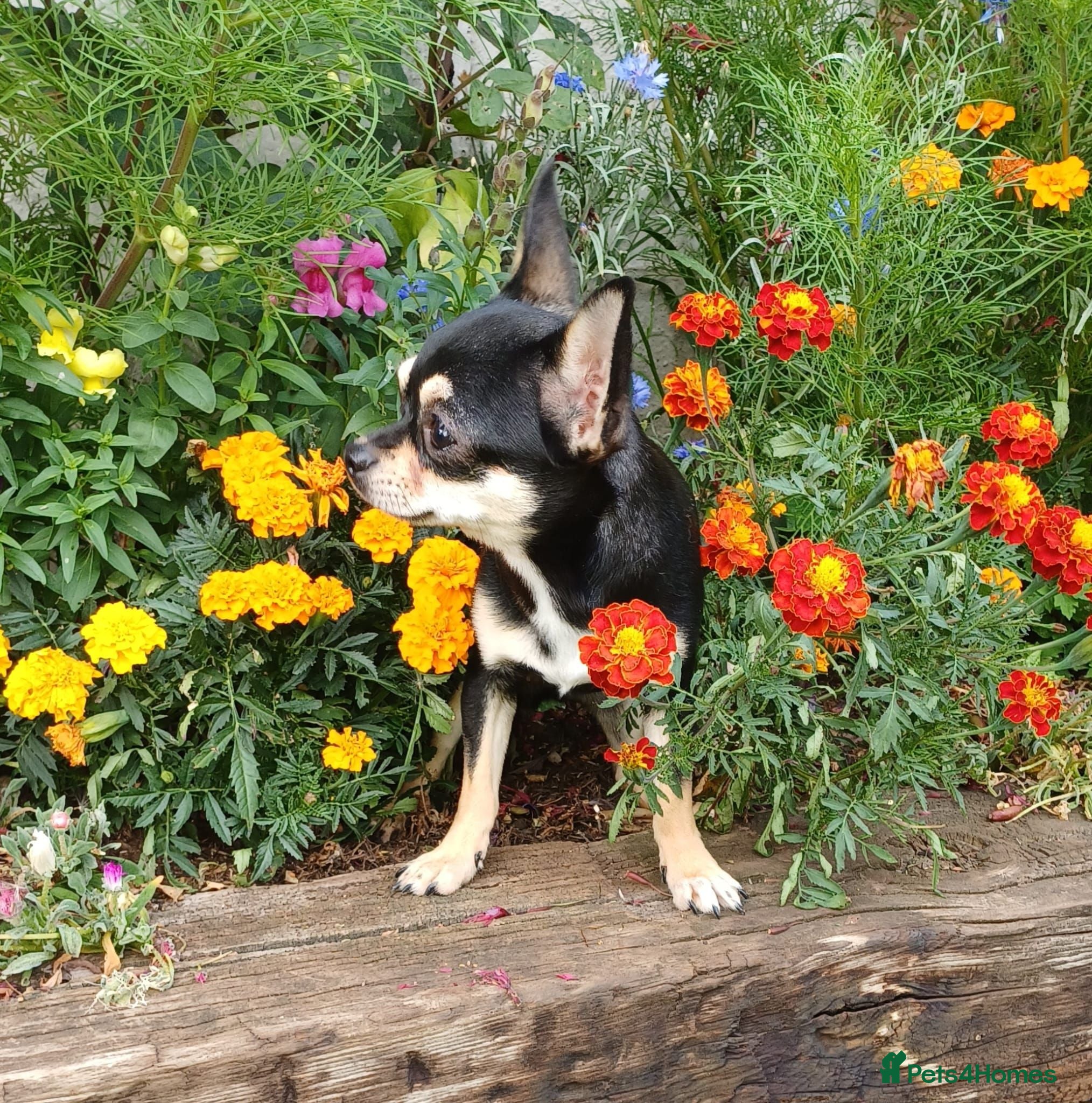 Chihuahua dogs Beautiful Small Chihuahua Girl Available  - Advert 1