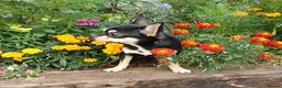 Chihuahua dogs for sale: Beautiful Small Chihuahua Girl Available  - Advert 1