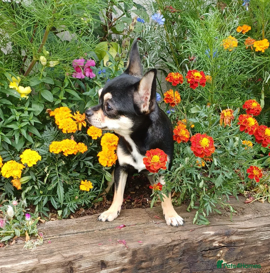 Chihuahua dogs for sale: Beautiful Small Chihuahua Girl Available  - Advert 1