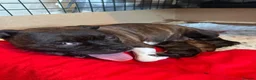 Staffordshire Bull Terrier dogs for sale: 🐾 Beautiful Brindle Staffordshire Terrier Boy  - Advert 15