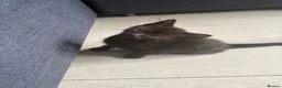 Mixed Breed cats for sale: 3 beautiful black female kittens for sale  - Advert 3
