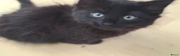British Longhair cats for sale: Cute fluffy black/ brown kittens  - Advert 9