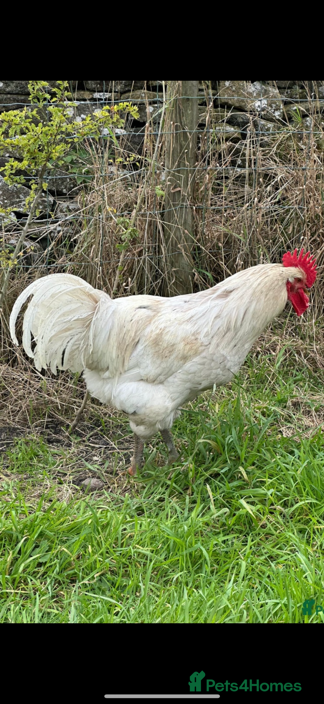 Chickens poultry for sale: Aseel rooster hens mianwali begum cheena saleta - Image 15