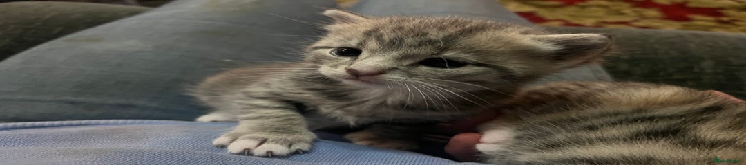 Mixed Breed Kitten 1