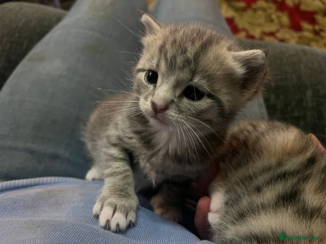 Mixed Breed cats for sale: 1 tabby and 2 ginger male kittens available  - Image 2