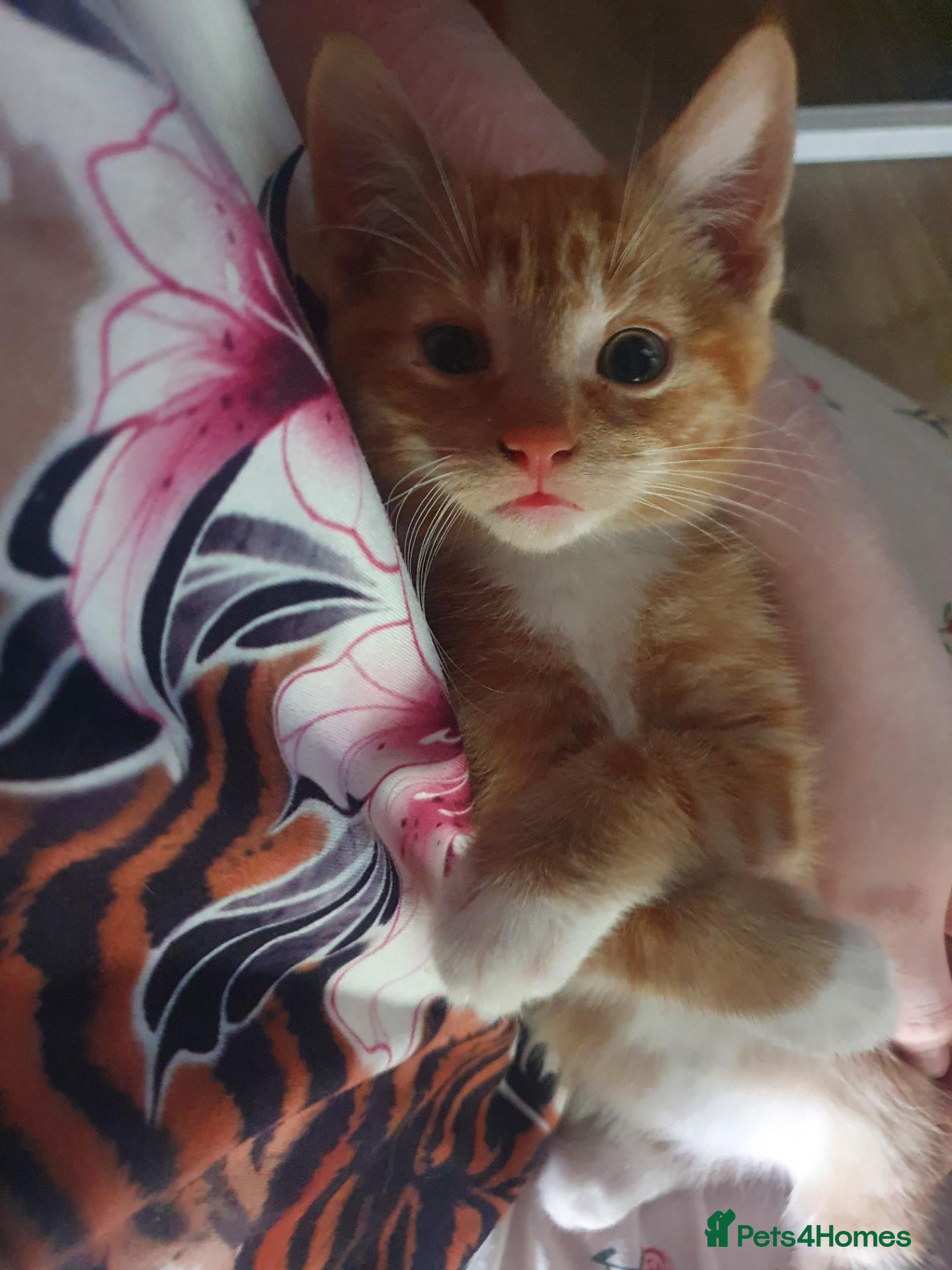 Mixed Breed cats 1 male kitten ! - Advert 5