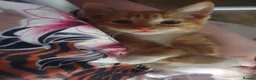 Mixed Breed cats for sale: 1 male kitten ! - Advert 1