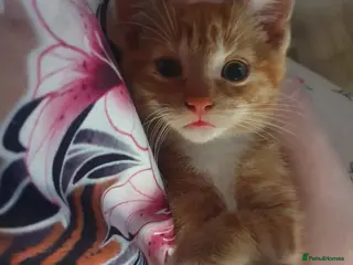 Mixed Breed cats 1 male kitten ! - Advert 2