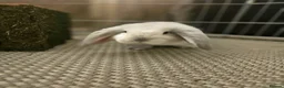 Mixed Breed rabbits for sale: Young Rabbits looking for new home in Alfreton - Advert 4
