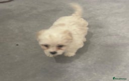 Maltese dogs for sale: Maltese puppies  - Image 2
