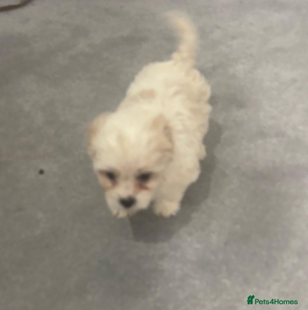 Maltese dogs for sale: Maltese puppies  - Image 2