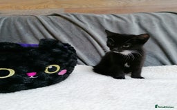 Mixed Breed cats for adoption: 💙🐱 OREO & SHADOW 😺💙 - Image 12