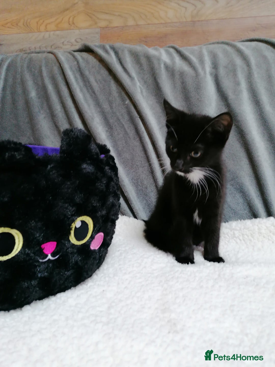 Mixed Breed cats for adoption: 💙🐱 OREO & SHADOW 😺💙 - Image 12