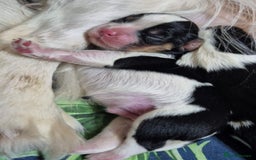Cavalier King Charles Spaniel dogs for sale: KC REG CAVALIER KING CHARLES SPANIEL PUPPIES - Image 3