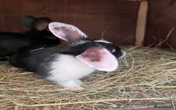 Mixed Breed rabbits for sale: Baby rabbits  - Advert 7
