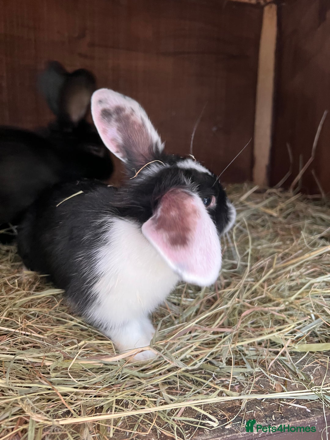 Mixed Breed rabbits for sale: Baby rabbits  - Advert 7