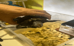 Turtle reptiles for sale: Diamondback Terrapin Turtle - Image 8