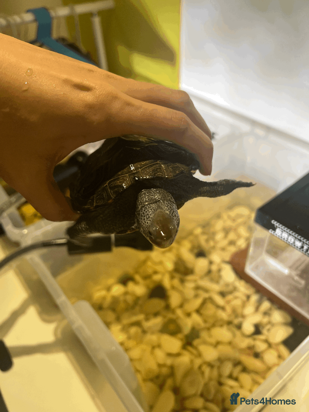Turtle reptiles for sale: Diamondback Terrapin Turtle - Image 8