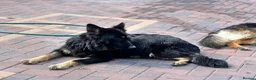 German Shepherd dogs for sale: german shepherd  in Barnsley - Advert 1
