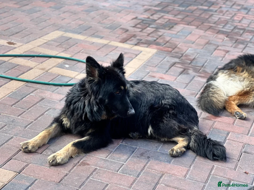 German Shepherd dogs for sale: german shepherd  in Barnsley - Advert 1